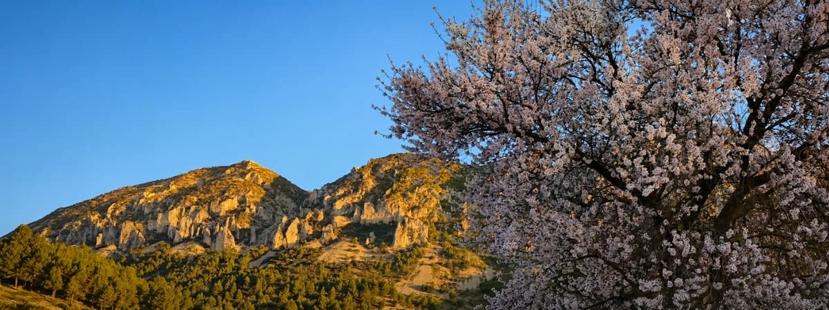 Almendros en flor junto a la Sierra de la Serrella